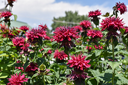 Fireball Beebalm (Monarda didyma 'Fireball') at Holland Nurseries