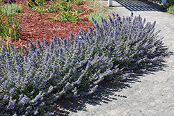 Walker's Low Catmint (Nepeta x faassenii 'Walker's Low') at Holland Nurseries