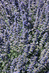 Walker's Low Catmint (Nepeta x faassenii 'Walker's Low') at Holland Nurseries