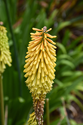 Torchlily (Kniphofia uvaria) at Holland Nurseries