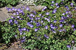 Brookside Cranesbill (Geranium 'Brookside') at Holland Nurseries