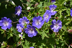 Brookside Cranesbill (Geranium 'Brookside') at Holland Nurseries