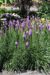 Kobold Blazing Star (Liatris spicata 'Kobold') at Holland Nurseries