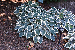 El Nino Hosta (Hosta 'El Nino') at Holland Nurseries