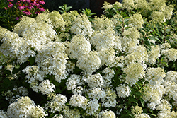 Bobo Hydrangea (Hydrangea paniculata 'ILVOBO') at Holland Nurseries