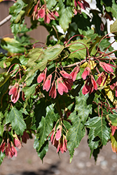 Flame Amur Maple (Acer ginnala 'Flame') at Holland Nurseries
