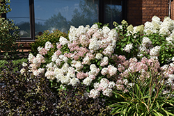 Bobo Hydrangea (Hydrangea paniculata 'ILVOBO') at Holland Nurseries