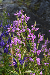 Vivid Obedient Plant (Physostegia virginiana 'Vivid') at Holland Nurseries