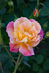 Joseph's Coat Rose (Rosa 'Joseph's Coat') at Holland Nurseries