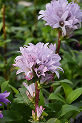 Emerald Clustered Bellflower (Campanula glomerata 'Emerald') at Holland Nurseries