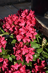 Nova Zembla Rhododendron (Rhododendron 'Nova Zembla') at Holland Nurseries