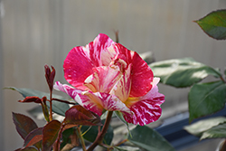 Maurice Utrillo Rose (Rosa 'Delstavo') at Holland Nurseries