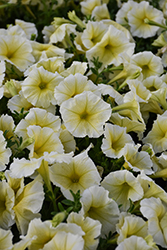 Madness Yellow Petunia (Petunia 'Madness Yellow') at Holland Nurseries