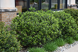 Blue Prince Meserve Holly (Ilex x meserveae 'Blue Prince') at Holland Nurseries