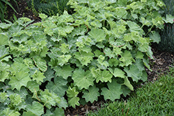 Lady's Mantle (Alchemilla mollis) at Holland Nurseries