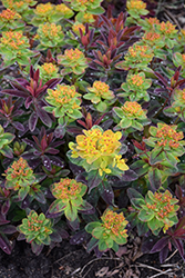 Bonfire Cushion Spurge (Euphorbia polychroma 'Bonfire') at Holland Nurseries