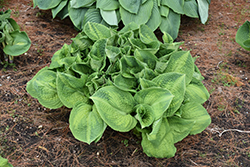 Brother Stefan Hosta (Hosta 'Brother Stefan') at Holland Nurseries