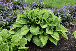 Paradigm Hosta (Hosta 'Paradigm') at Holland Nurseries