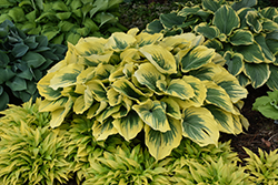 Liberty Hosta (Hosta 'Liberty') at Holland Nurseries