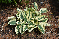 Blue Ivory Hosta (Hosta 'Blue Ivory') at Holland Nurseries