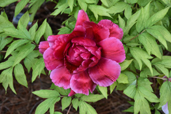 Red Tree Peony (Paeonia suffruticosa 'Red') at Holland Nurseries