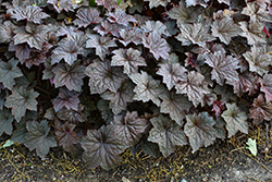 Palace Purple Coral Bells (Heuchera micrantha 'Palace Purple') at Holland Nurseries