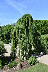 Weeping European Larch (Larix decidua 'Pendula') at Holland Nurseries