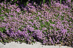 Elfin Creeping Thyme (Thymus praecox 'Elfin') at Holland Nurseries