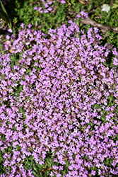 Elfin Creeping Thyme (Thymus praecox 'Elfin') at Holland Nurseries