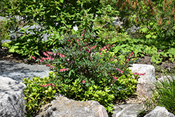 Valentine Bleeding Heart (Dicentra spectabilis 'Hordival') at Holland Nurseries