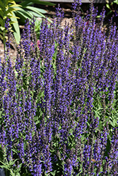 May Night Sage (Salvia x sylvestris 'May Night') at Holland Nurseries