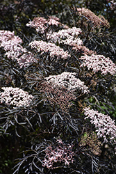 Black Lace Elder (Sambucus nigra 'Eva') at Holland Nurseries