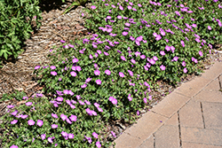 Max Frei Cranesbill (Geranium sanguineum 'Max Frei') at Holland Nurseries