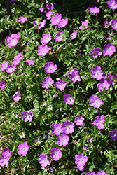 Max Frei Cranesbill (Geranium sanguineum 'Max Frei') at Holland Nurseries