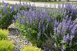Blue Wild Indigo (Baptisia australis) at Holland Nurseries