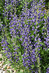 Blue Wild Indigo (Baptisia australis) at Holland Nurseries