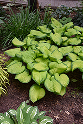 Stained Glass Hosta (Hosta 'Stained Glass') at Holland Nurseries