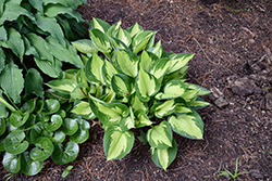 Whirlwind Hosta (Hosta 'Whirlwind') at Holland Nurseries