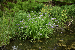 Blue Flag Iris (Iris versicolor) at Holland Nurseries