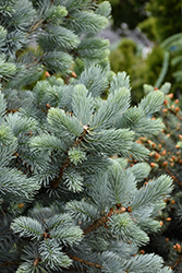 Baby Blue Blue Spruce (Picea pungens 'Baby Blue') at Holland Nurseries