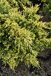 Sea Of Gold Juniper (Juniperus x media 'Sea Of Gold') at Holland Nurseries