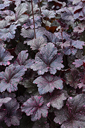 Midnight Rose Coral Bells (Heuchera 'Midnight Rose') at Holland Nurseries