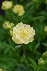 Superbus Globeflower (Trollius europaeus 'Superbus') at Holland Nurseries