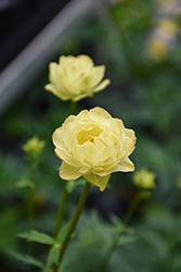 Cheddar Globeflower (Trollius x cultorum 'Cheddar') at Holland Nurseries