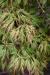 Ice Dragon Maple (Acer 'IsliD') at Holland Nurseries
