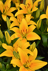 Lily Looks Tiny Bee Lily (Lilium 'Tiny Bee') at Holland Nurseries