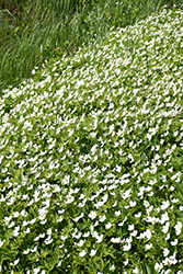 Windflower (Anemone sylvestris) at Holland Nurseries