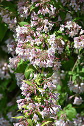 Beautybush (Kolkwitzia amabilis) at Holland Nurseries