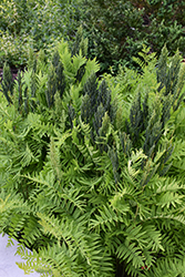 Royal Fern (Osmunda regalis) at Holland Nurseries