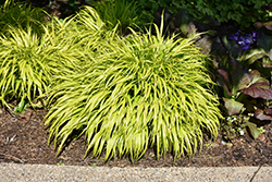 All Gold Hakone Grass (Hakonechloa macra 'All Gold') at Holland Nurseries